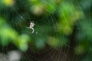 Spider-web-jewell-NIVAMm