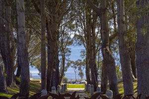 Laguna Trees JEwell-IG Laguna Trees JEwell-IG